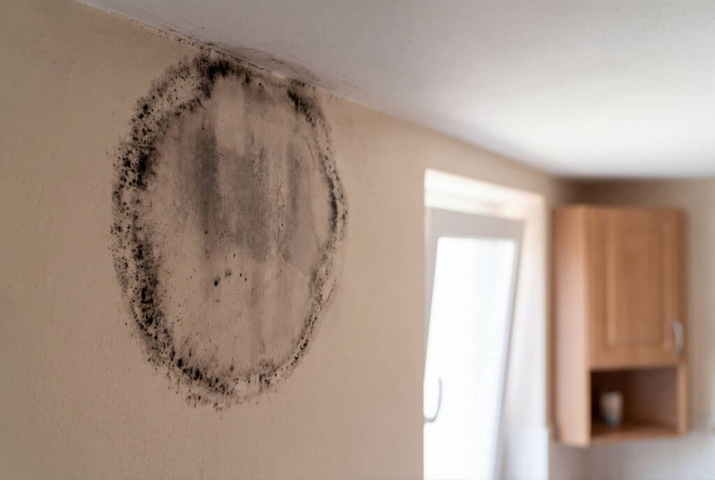 Large black mold stain on an interior wall near the ceiling.