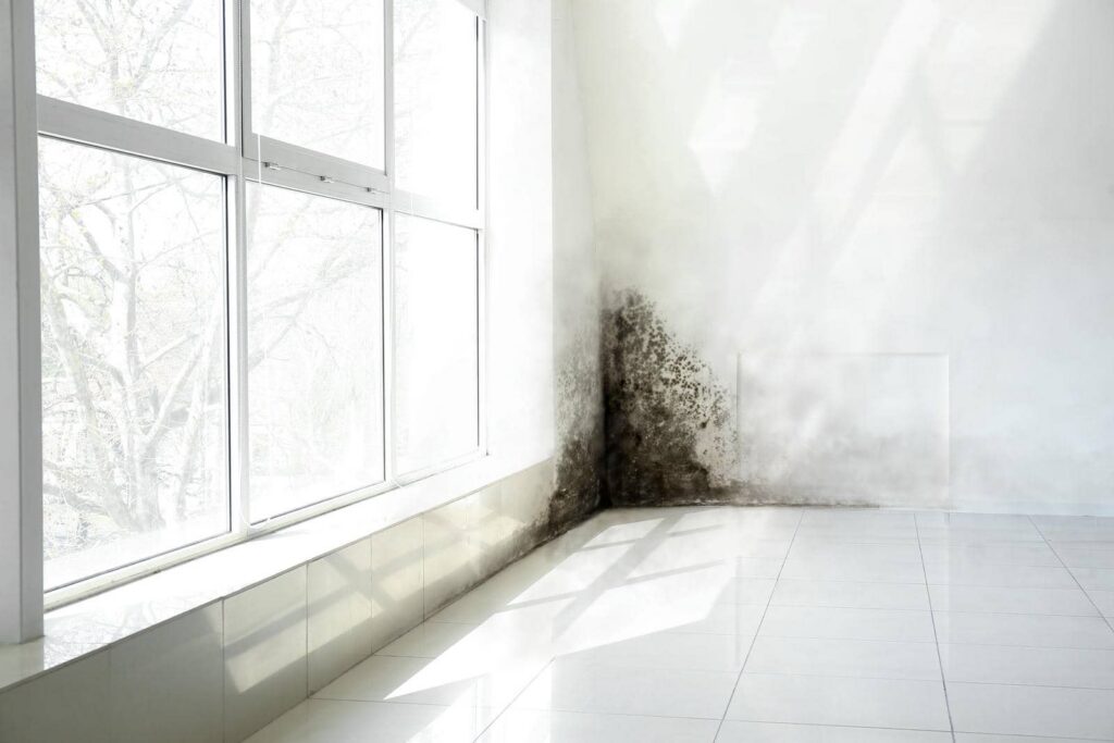 Mold growing on a bright white wall beside large windows.