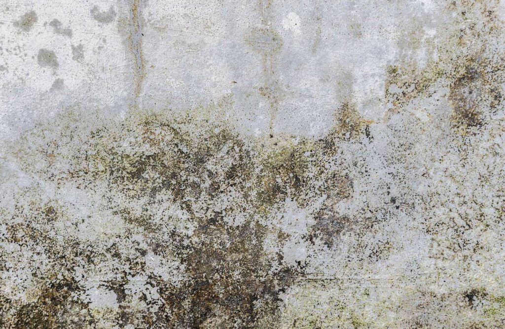 Essential Steps for Mold Removal After Flooding