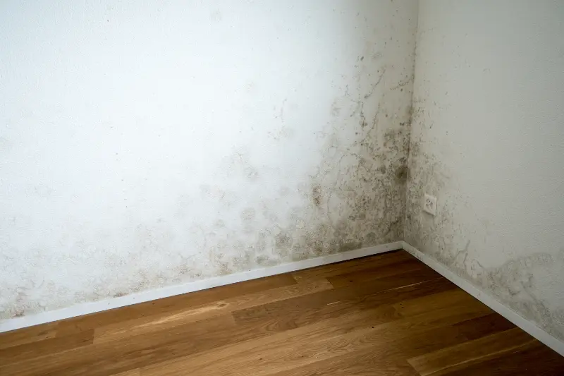 Professional Mold Inspections in Chandler