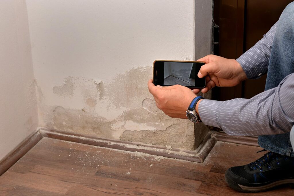 What Are Eco-Friendly Mold Removal Options?