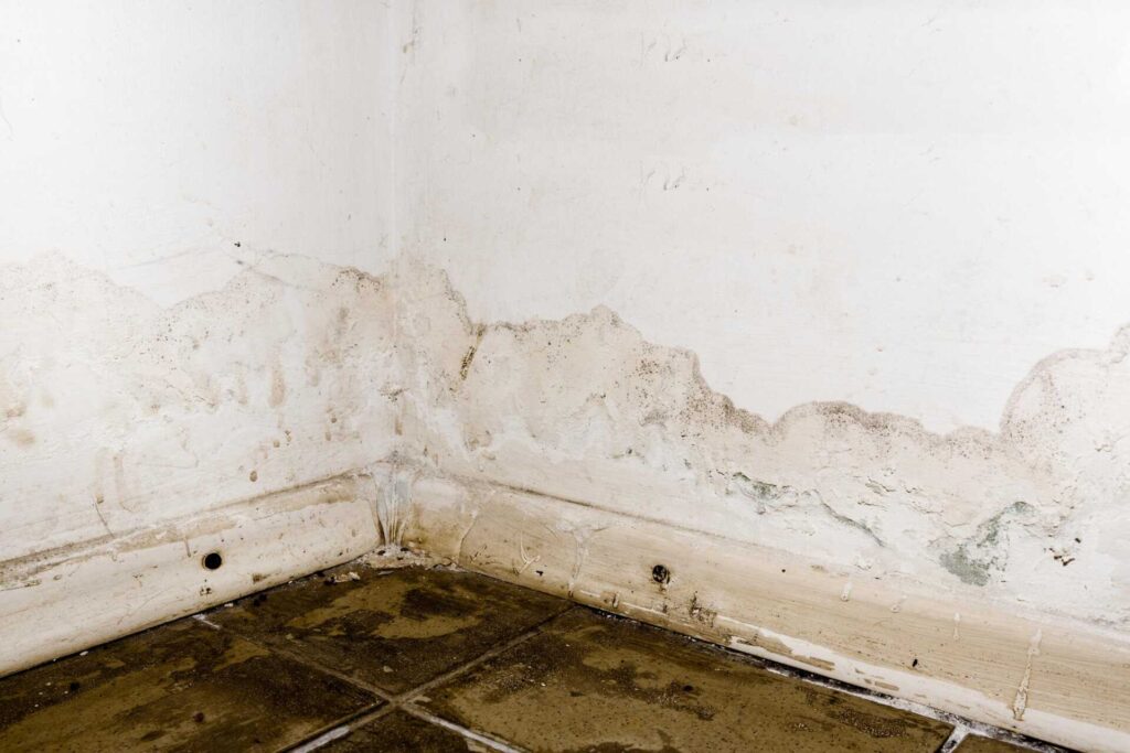 What to Look for in Commercial Mold Remediation Experts?