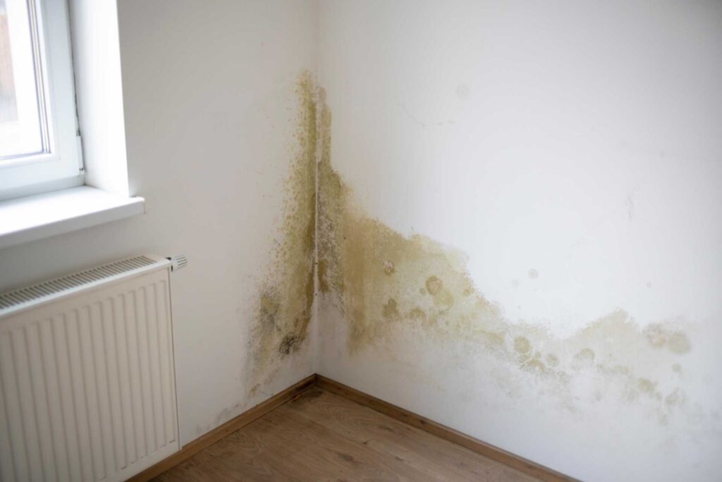 3 Best Methods for Emergency Water Damage and Mold Restoration