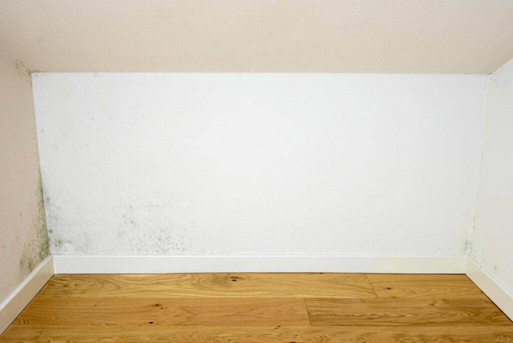 Mold growth on the lower corners of white walls above a wooden floor.