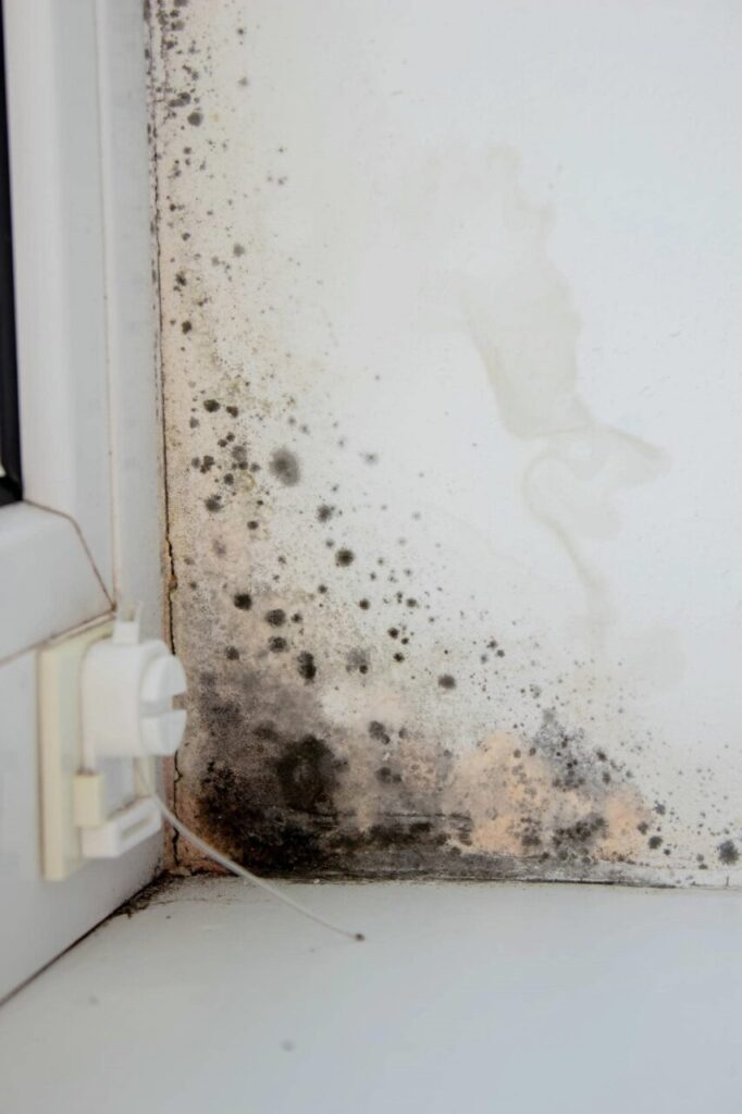 Black mold growing on a white wall corner near a window and electrical outlet.