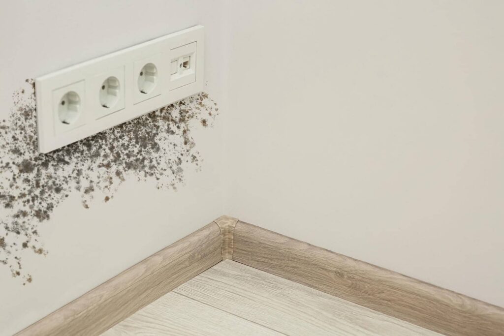 Mold growing around a wall outlet near the floor.