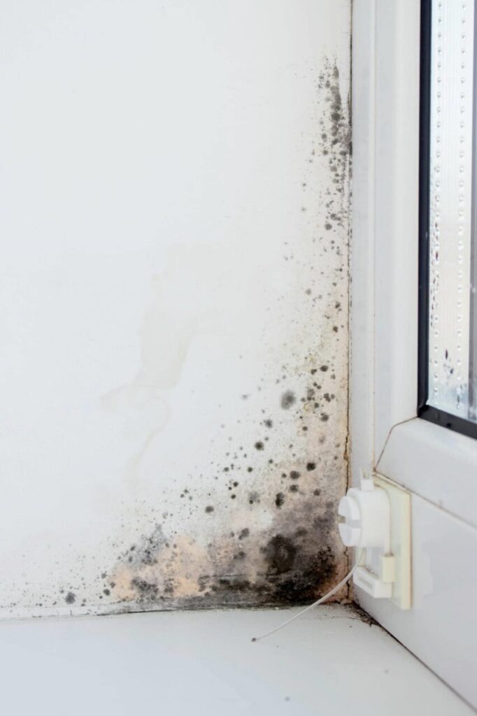 Black mold growing on a white wall corner near a window frame.