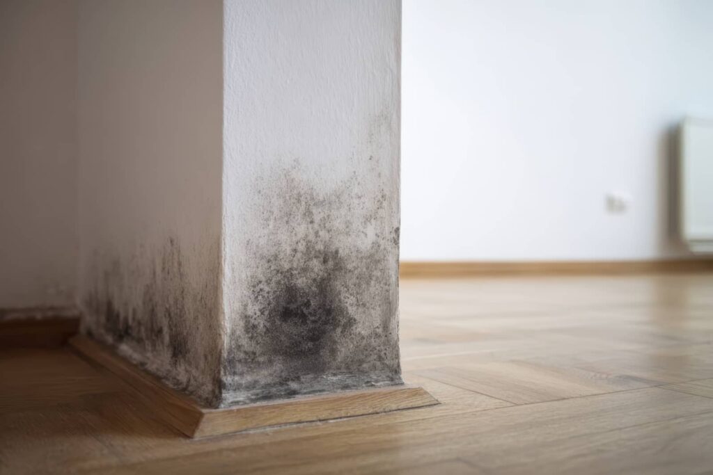 Mold growing on a wall corner near the floor.