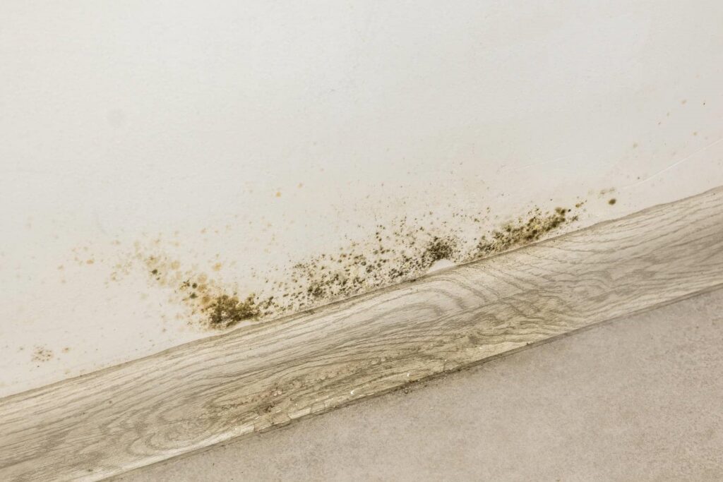 Black mold growing along the baseboard on a white wall near the floor.
