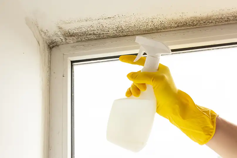 Mold remediation and removal services