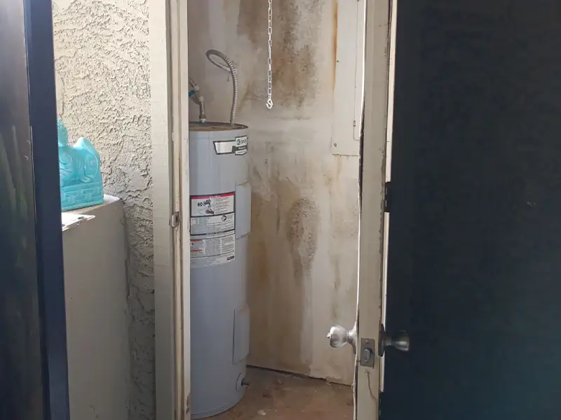 Mold remediation and removal services